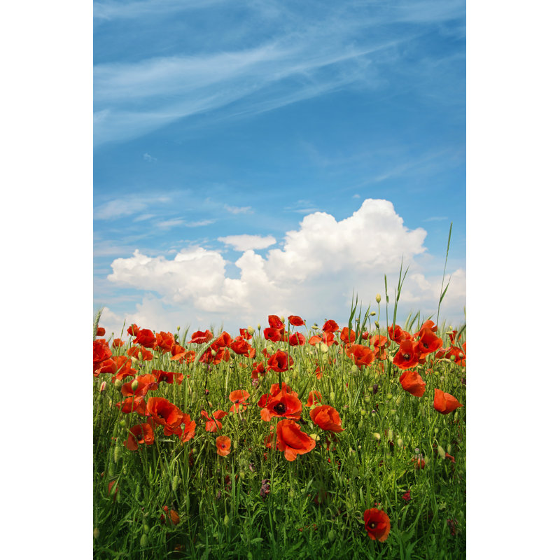Coveney Poppy Flowers - Wrapped Canvas Print, 46cm H x 30cm W x 3.8cm D