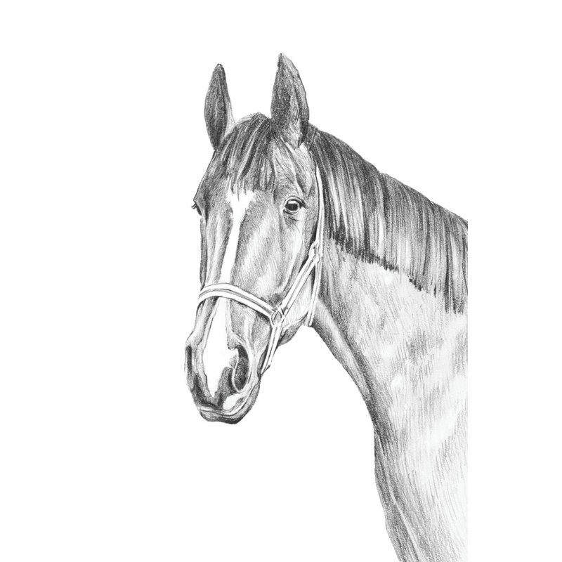 Equine Portrait Sketch II by Annie Warren - Wrapped Canvas Print, 76.2cm H x 50.8cm W