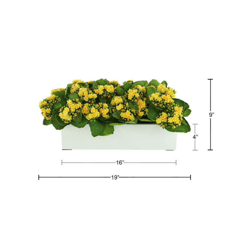 Kalanchoes Arranged Mixed in Rectangular Planter