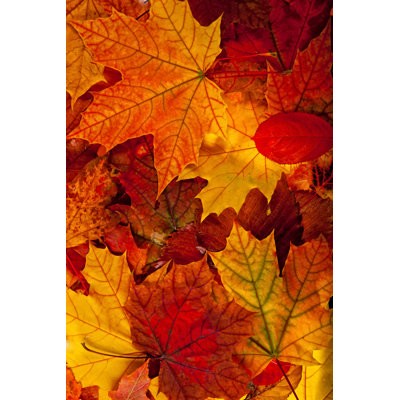 Feuilles d'érable de vggans