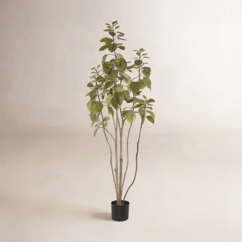 Arbre 4 'Cotinus Coggygria, vert