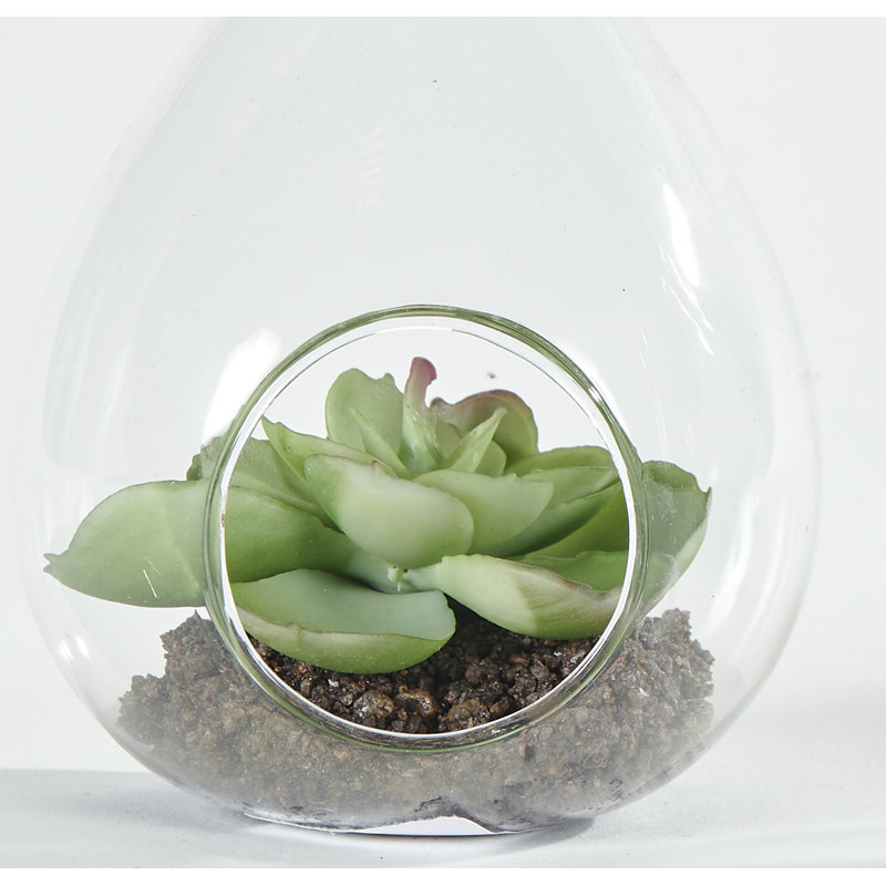 Terrarium en verre 4,5 po
