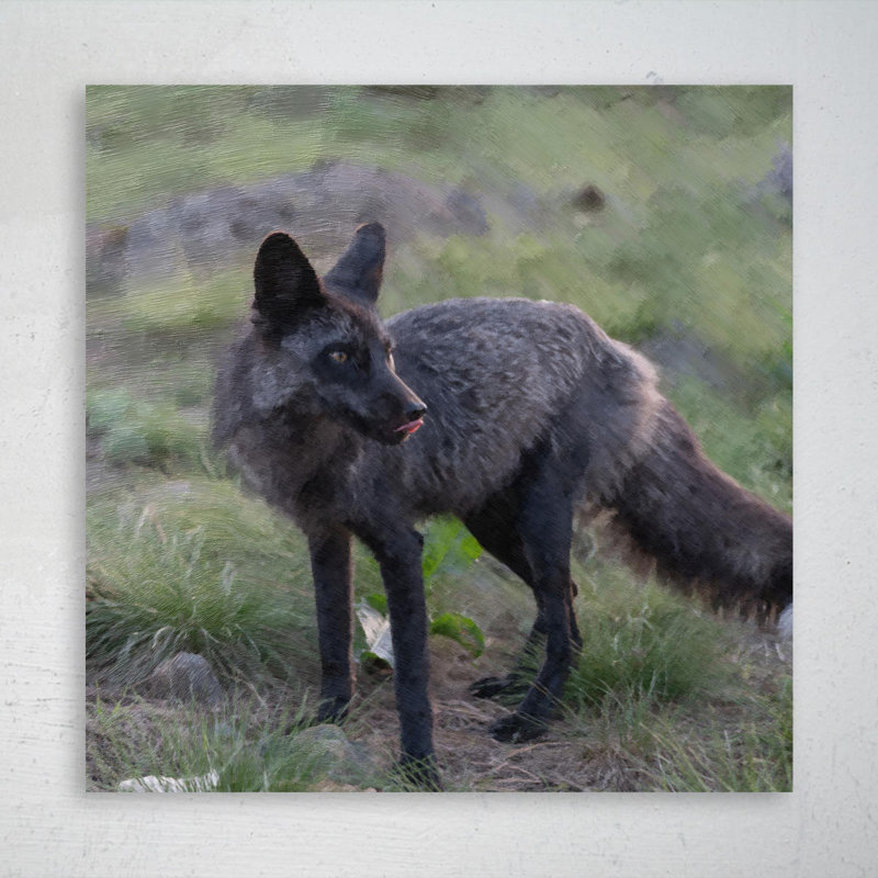 «A Black Fox On Grass», reproduction d'art graphique sur toile tendue carrée 1 pièce, H 12 po x l 12 po x P 2 po