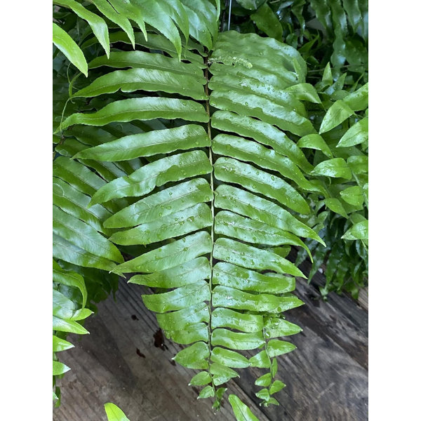 Wekiva Foliage LLC Live Houseplant Plant | Wayfair