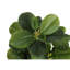 Ensemble de 2 plantes d'intérieur en fausse soie artificielle 14 pouces Ficus, feuilles vertes