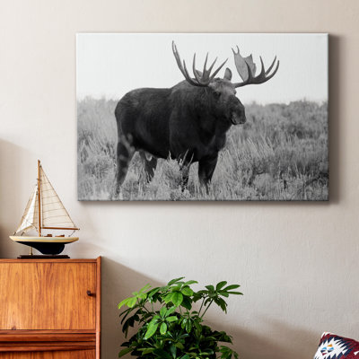 " Grand Teton Bull Moose "