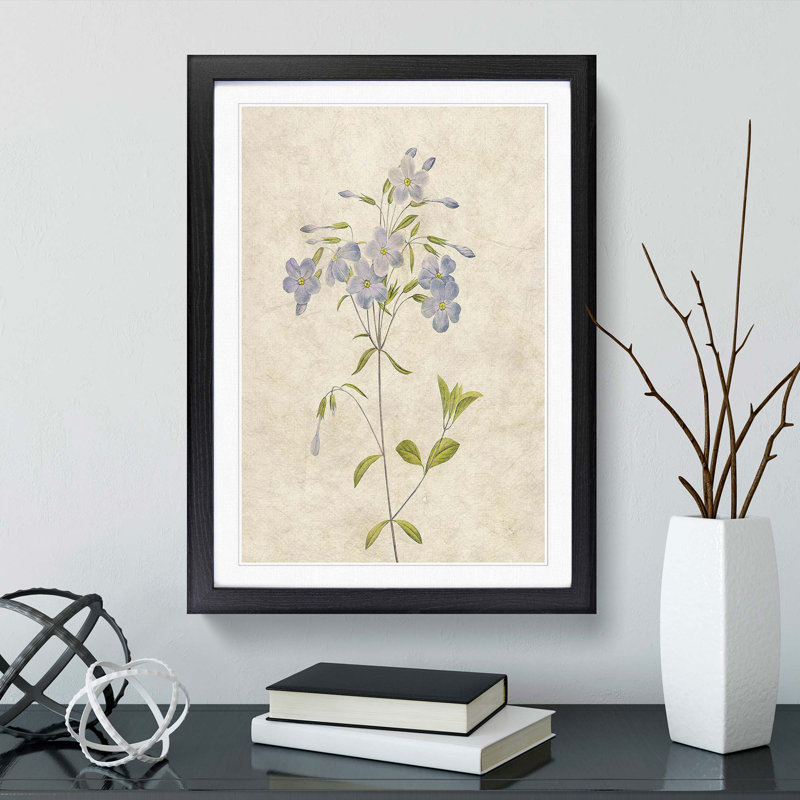 Lilac Phlox Flowers by Pierre-Joseph Redoute - Picture Frame Painting Print, Black Framed, 65cm H x 48cm W x 2cm D
