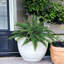 Ensemble de 6 plantes artificielles hautes 14 po Boston