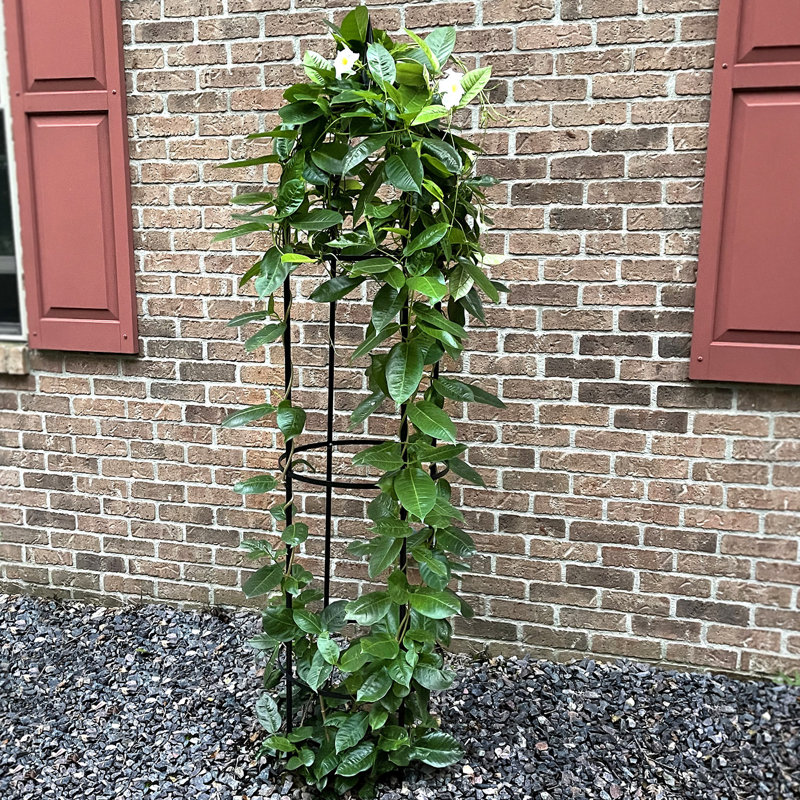 Obélisque de jardin en acier RHS 78,5 po pour plantes grimpantes