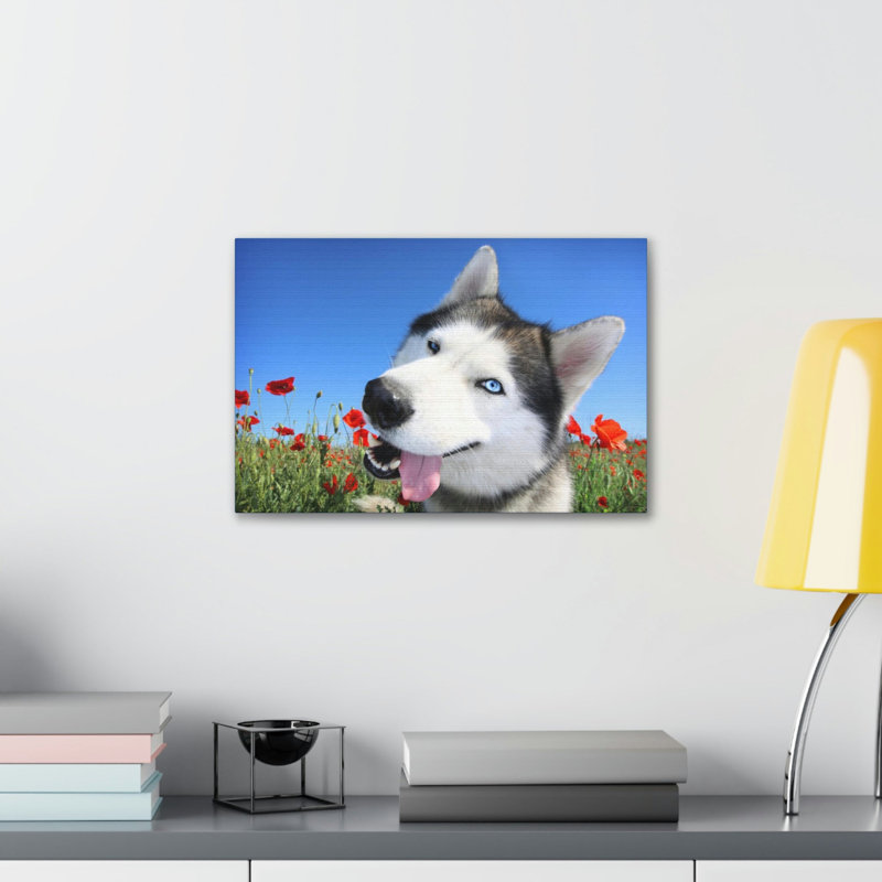 Drôle de Husky de Sibérie, H 12 po x l 16 po