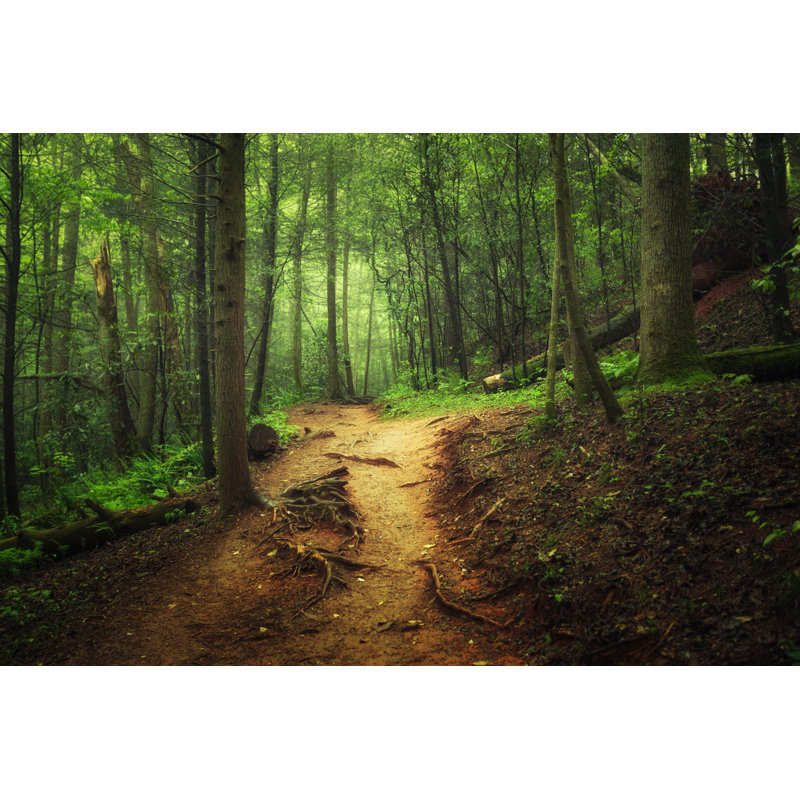 Sentier à travers la forêt par Marilyn Nieves, H 20 po x l 30 po