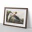 Heron by John Audubon - Picture Frame Painting Print-55601764-55601763