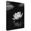 'Water Lily' Photographic Print on Wrapped Canvas-29225630