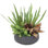 Succulent Mix In Rough Stone Black Bowl