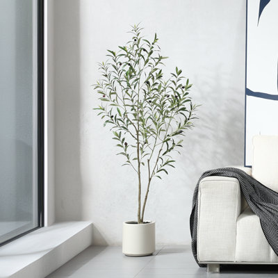 Olive Tree in Pot