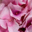 Bouquet Of Hydrangeas White Tones Real Touch 48 Pcs/2 Varieties-673822732