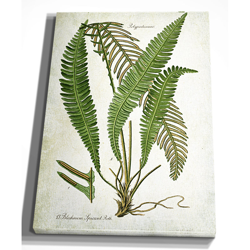 " Botanical Plate XXI ", 18" H x 27" W x 1.5" D