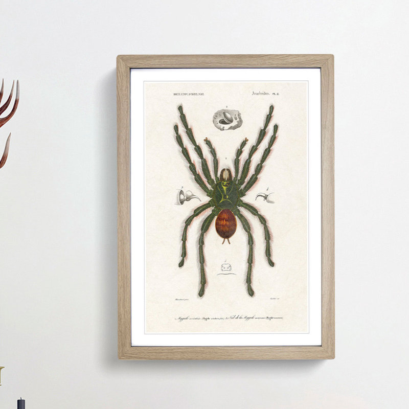 Tarantula Illustration by Charles d' Orbigny - Picture Frame Graphic Art Print, Oak Framed, 36cm H x 27cm W x 2cm D