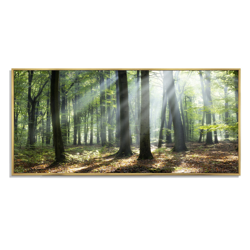 " Sunny Morning Magic Forest " by Designart, Gold Framed, 12" H x 20" W x 1" D