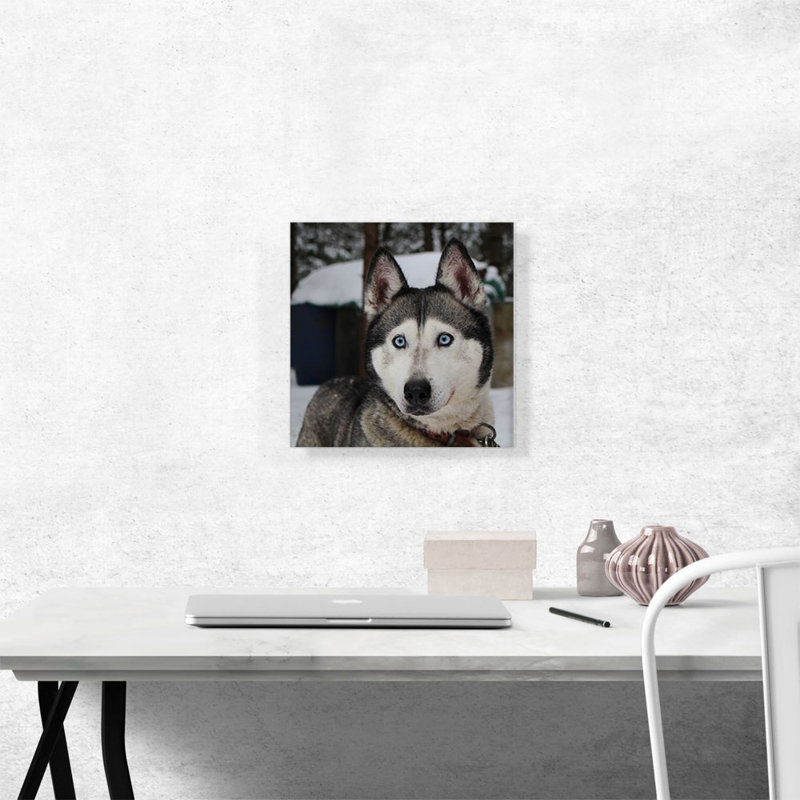 Husky sibérien - reproduction de photo sur toile tendue, H 12 po x l 12 po x P 1,5 po