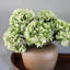Real Touch Hydrangea Faux Floral-2066171874-2066171878