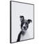 Pitbull - cadre photo, impression sur verre