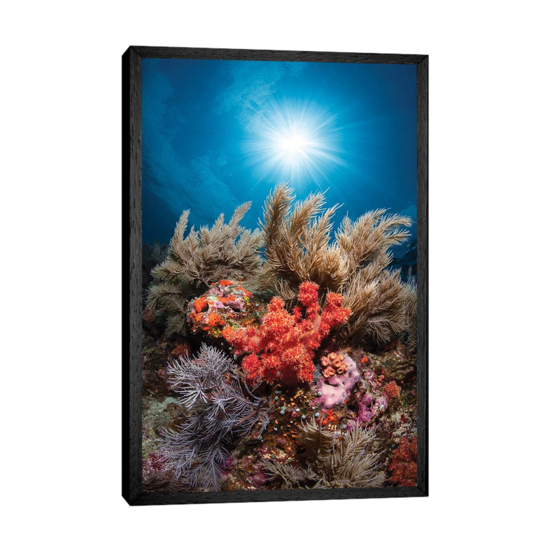 Underwater Life by Barathieu Gabriel - Print on Canvas, Black Framed, 66.04cm H x 45.72cm W x 3.81cm D