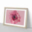 Layers of a Pink Gerbera in Abstract - Picture Frame Graphic Art Print-55777475-55777477