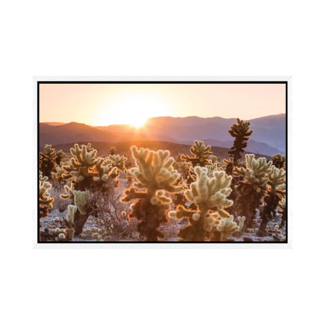 Leinwandbild Cactus Garden, Joshua Tree National Park, California, USA