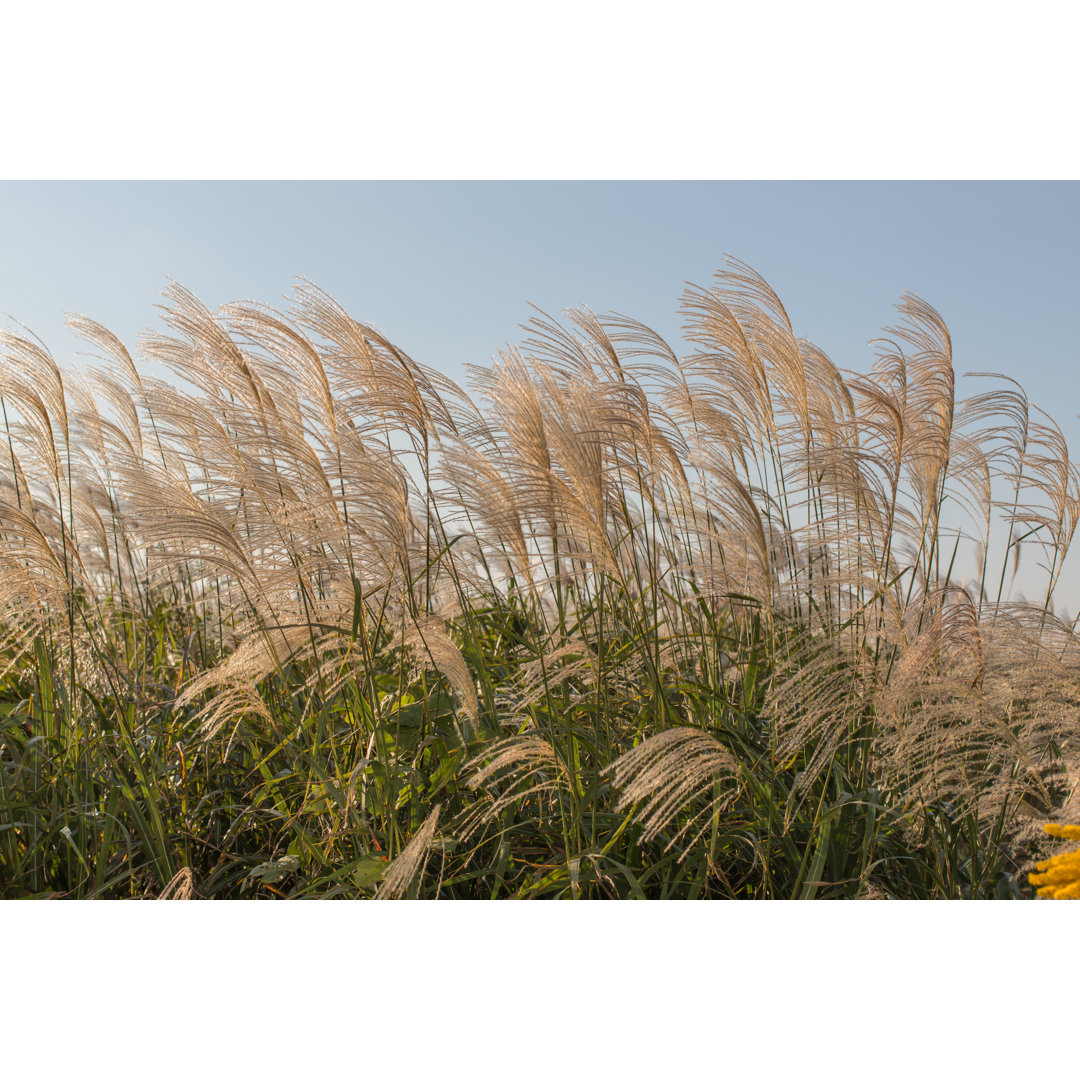 Leinwandbild Japanese Silvergrass, Miscanthus Sinensis von Zawafoto