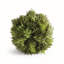 Wren Hill Faux Cypress Plant-575062521