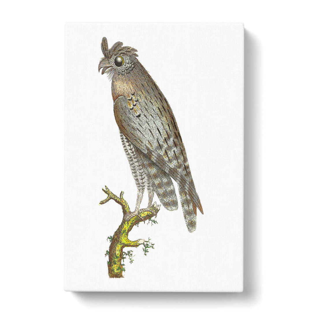 Least Horned Owl by George Shaw - Wrapped Canvas