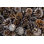 Numerous Pine Cônes - Photographie sur toile tendue