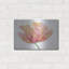 «Single Pink Bloom II» par Tim O'Toole, art mural en métal-1714938878