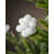 White is out of stock