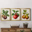 Antique Fruit IX - Ensemble de 3 impressions sur toile encadrées-700919553-700919559
