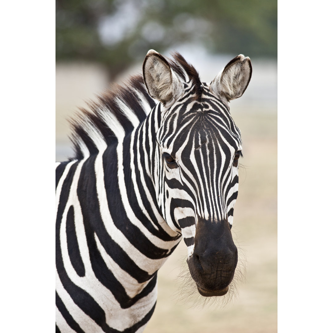 Grant's Zebra Look. von RuslanDashinsky - Kunstdrucke ohne Rahmen auf Leinwand