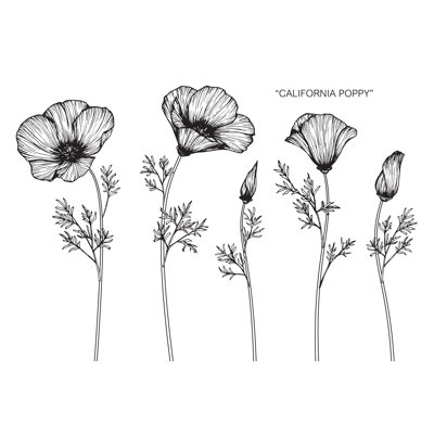 California Poppy by 13914901 - Wrapped Canvas Print