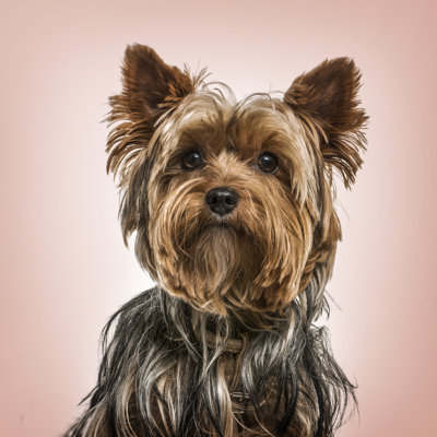 " Yorkshire Terrier "