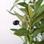 Plastic, Silk Eucalyptus Arrangement in Pot-109341040