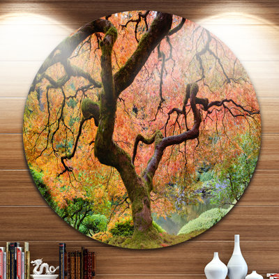 " Autumn Maple Tree "
