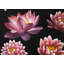 Motif de fleurs de lotus | Impression florale asiatique encadrée pour la décoration-188994898