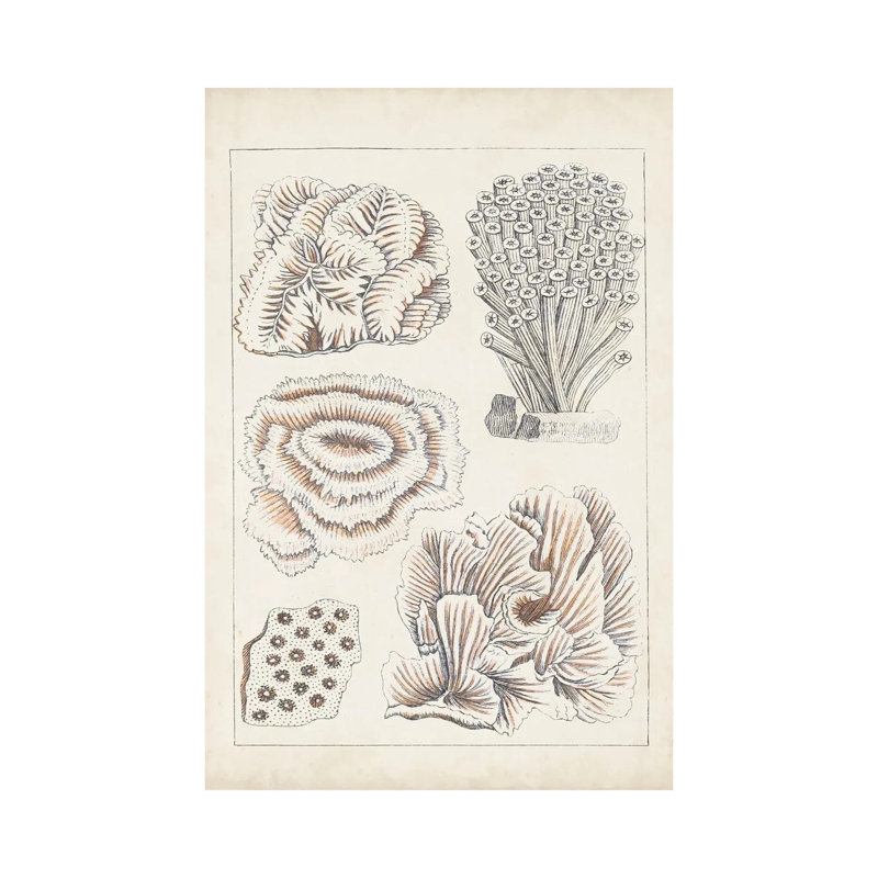 Antique White Coral I by Vision Studio - Wrapped Canvas Print, 66.04 cm H x 45.72 cm W x 3.175 cm D