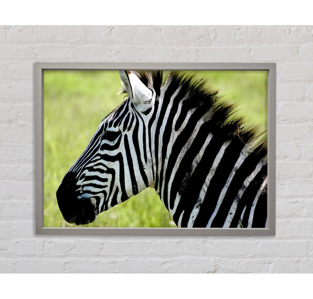 Zebra Gesicht Seite gerahmt Druck