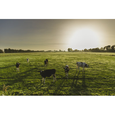Dutch Cows - Wrapped Canvas Print