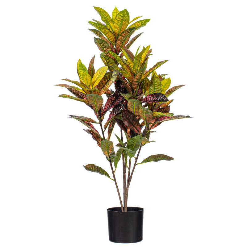  36 po. Plante en pot Croton., H 36 po x l 18 po x P 18 po