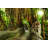 Dragon Bridge In Monkey Forest by Tunart - No Frame Art Prints on Canvas-560130164
