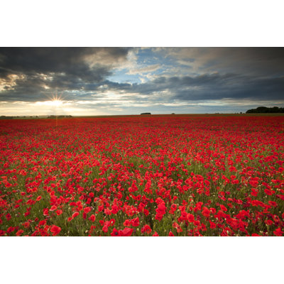 Poppyfield
