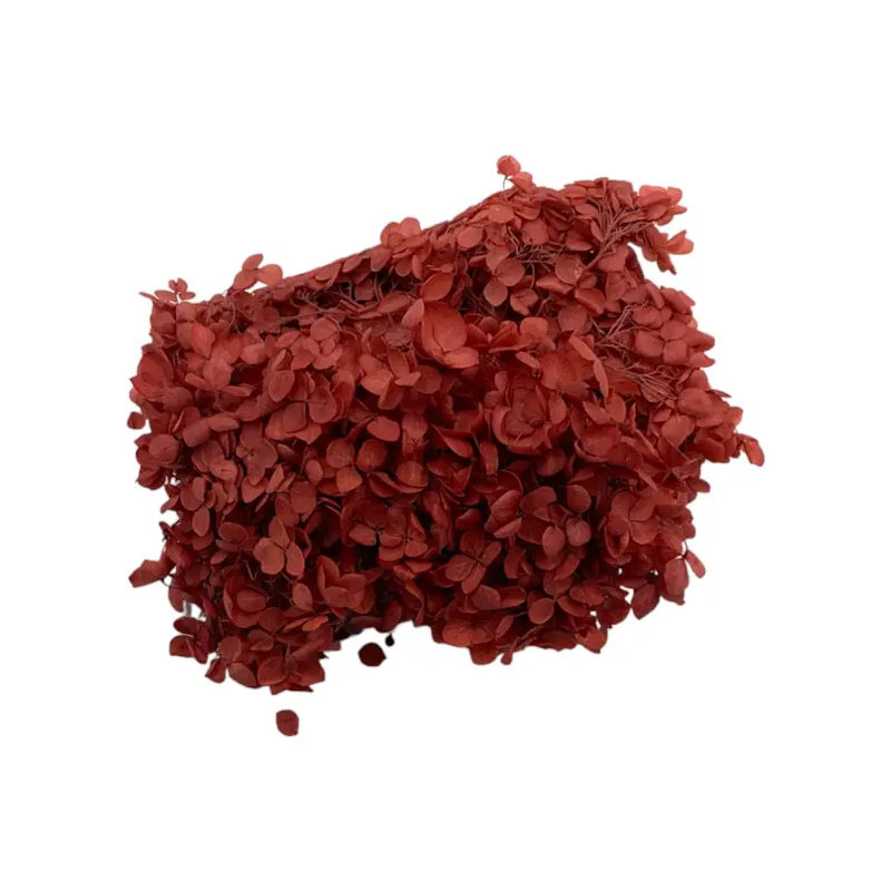 Hortensia Anna séchée, Rouge