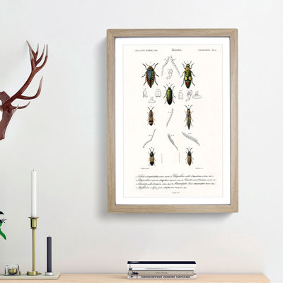 Beetle Illustration PL.4 by Charles D'Orbigny - Single Picture Frame Print